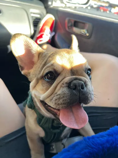 Chloe's pet