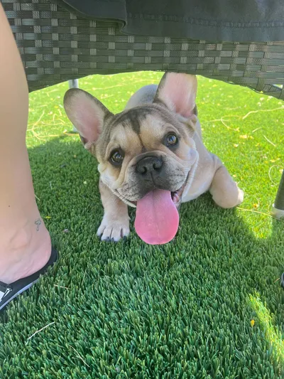 Chloe's pet