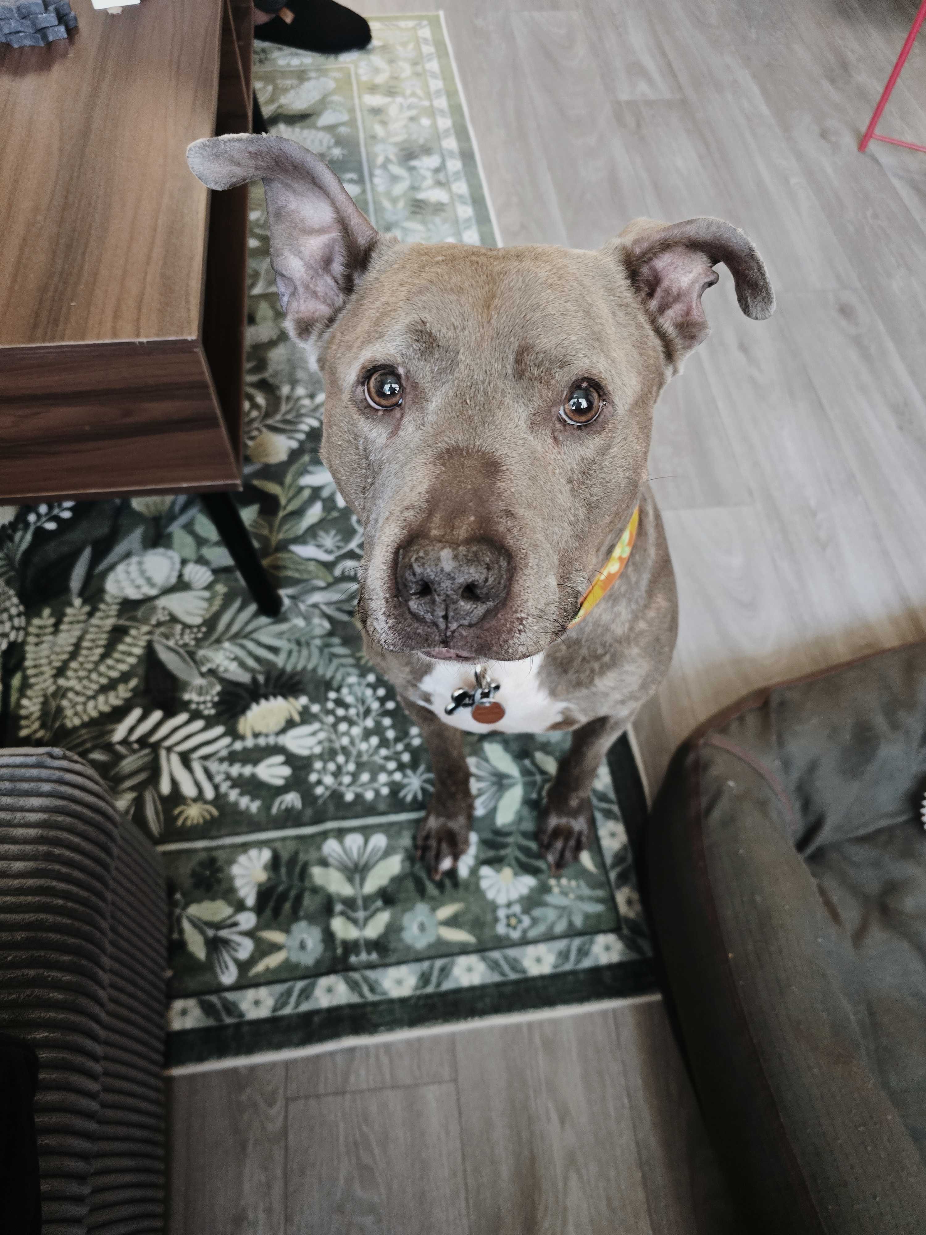 Tina's pet